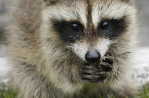 Енот поужинал ногой певицы