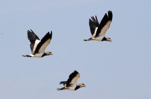 Птицы знают ограничения скорости на дорогах