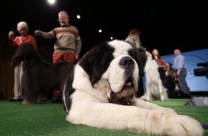 Швейцария не заменит почетный караул сенбернарами