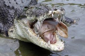 Крокодил съел гостя вечеринки в Австралии