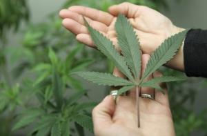 Депутаты в Уругвае одобрили легализацию марихуаны