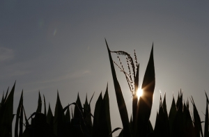 Хлеборобы Латвии собирают рекордный урожай пшеницы