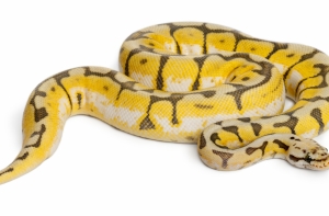 В Канаде сбежавший из зоомагазина питон задушил двух детей