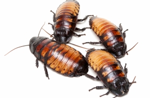 С фермы сбежал миллион тараканов