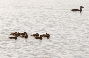 Ночью полиция спасла тонущую молодую маму