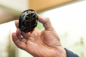 В Баварии объявили охоту на агрессивную черепаху