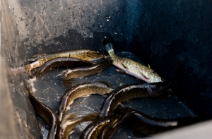 Эксперты: мы сами создали все условия для браконьерства (АУДИО)