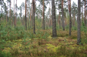 Предприятие Rīgas meži наконец начало зарабатывать