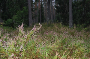 Экспорт лесной отрасли за пять месяцев вырос на 10%