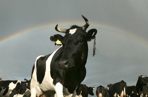 Автомобиль столкнулся с коровой: погиб 21-летний водитель