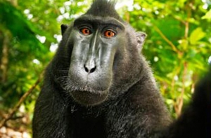 Активисты в Бразилии требуют вернуть обезьяну в семью