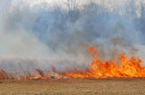 В Вентспилсе горит торфянник; в результате пожара произошли взрывы