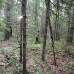 Бизнесмен: почти все латвийское «золото» принадлежит иностранцам