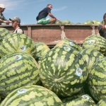 В Байкале плавают 20 тонн арбузов