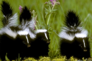 Состоялся первый конкурс красоты для скунсов