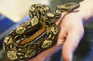 Москвич обнаружил в ванной змею