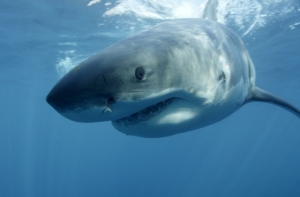 На Гавайях акула откусила руку 20-летней туристке из Германии