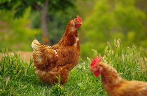 Рижане обустраивают курятники в многоквартирных домах