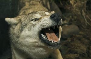 Охотничьи трофеи можно будет ввозить бесплатно