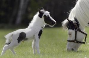 Плюшевый медведь заменил осиротевшему жеребенку мать