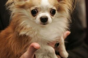 Чихуахуа получила в наследство 100 тысяч долларов