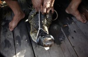 Центр разрушенного наводнением Акапулько кишит крокодилами (ВИДЕО)