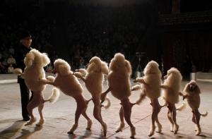 За сбежавшего циркового пуделя объявили награду в 10 тысяч евро