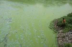 В Китае выловили точную копию «чужого» из фильма (ВИДЕО)