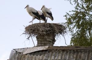 В Египте поймали аиста-«шпиона»