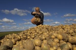 Американский химик вывел естественный краситель из картофеля