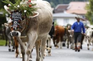 Коров за границей «обувают» в латвийские подковы