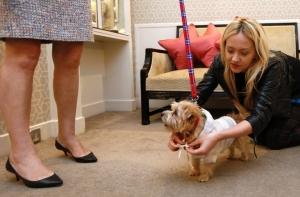 Эксперимент доказал, что собаки любят каждого, кто их кормит