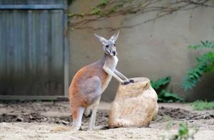 Гигантский кенгуру устроил дебош в доме австралийца