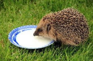 Казахстанский бизнесмен решил разводить ежей на мясо