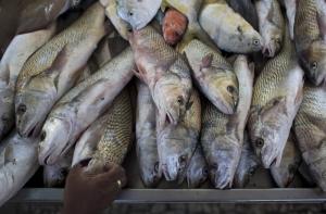 Полиция устроила погоню со стрельбой: браконьеры бросались рыбой