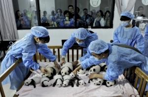 В Китае родились 14 детенышей панды (ФОТО)