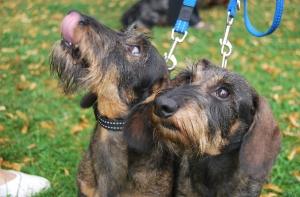 В Румынии разрешили убивать бездомных собак