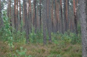 В Вентспилсе дождь спас лес от пожара