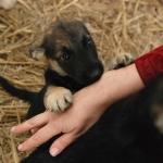 Тибетские монахи благословят латвийских котов и собак