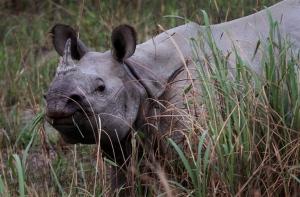 Носорог укусил посетительницу американского зоопарка