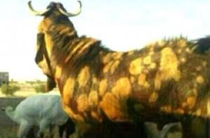 Саудовский бизнесмен продал козла за 3 миллиона долларов