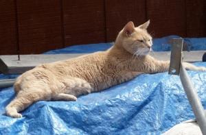 На Аляске на кота-мэра напал пес