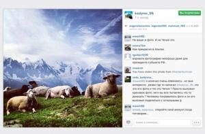Кадыров удалил чужую фотографию овец из своего Instagram