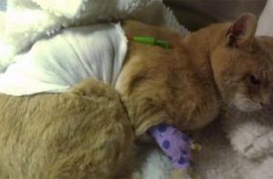 Кота-мэра выписали из больницы