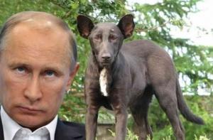 В Киеве найден двойник Путина