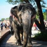 В Индии могут запретить цирковые выступления животных