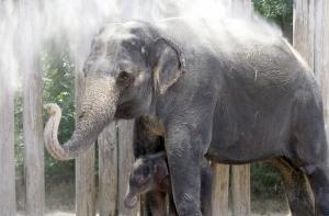 Слоненок проплакал 5 часов из-за разлуки с матерью, пытавшейся его убить