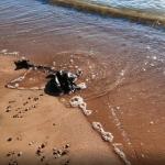 Побережье Рижского залива загрязнено пальмовым маслом