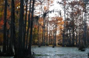 Самолет в США упал в Великое Мрачное Болото