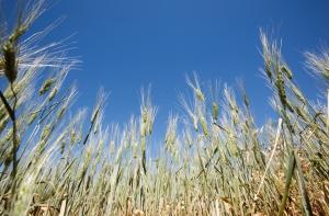 С крестьян будут отчислять дополнительную пошлину